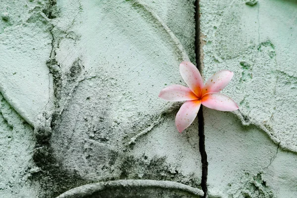 flower and concrete crack wall