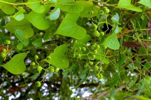 무화과나무 Botryocarpa Miq 무화과나무 Cuea Yala 뽕나무과 850 Epiphytes과 뽕나무과에 — 스톡 사진