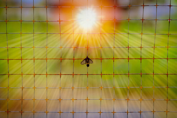 confinement Captivity isolation, imprisonment, incarceration, captivity, small butterfly on the steel nets