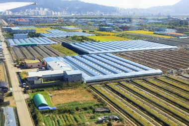 tarımsal arazi Road, Busan Güney Kore.