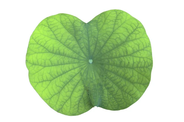 Lotus Leaf Textur För Bakgrund — Stockfoto