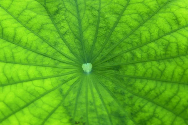 Lotus Blad Textuur Voor Achtergrond — Stockfoto