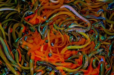 Kova taze yılan balığı