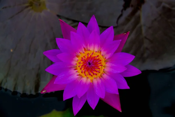 Gölette Mor Nilüfer Çiçeği — Stok fotoğraf