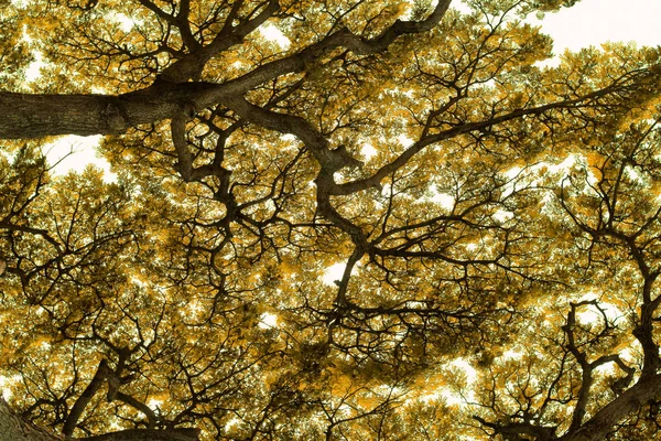 大きな木の枝 下枠のビュー 自然の背景 — ストック写真