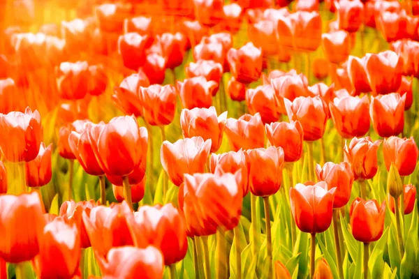 Tulpen Blühen Bei Sonnenschein Garten — Stockfoto