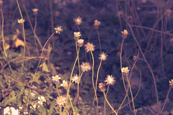 Grass Zonlicht Ochtend Close — Stockfoto