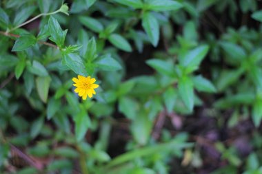 Tatlı küçük yıldız çiçek, Doğa arka plan