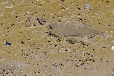 çamurlu zemin desen düşük gelgit sırasında