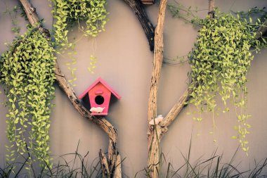 Beton duvar arka plan üzerinde bitki Asma Bahçe ahşap kuş yuvası