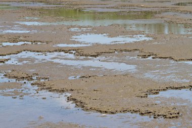 çamurlu zemin desen düşük gelgit sırasında