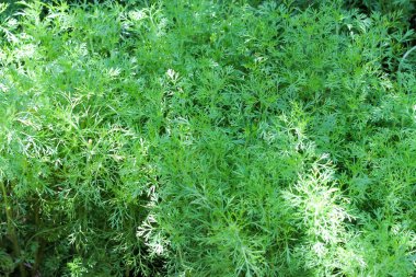 Yeşil yaprakları desen, dokulu doğa arka plan 