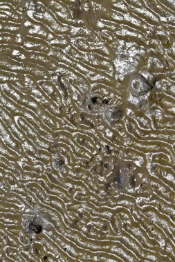 çamurlu zemin desen düşük gelgit sırasında