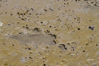 çamurlu zemin desen düşük gelgit sırasında