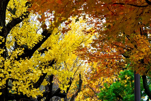 the change concept : Maple leaf on the tree when the leaves change color in Japan, Leaves change color.