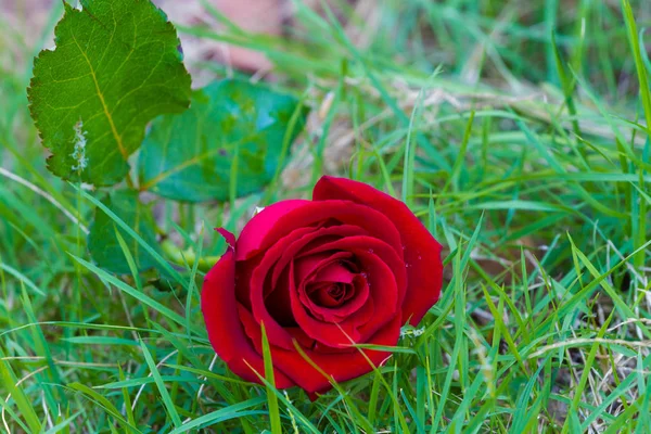 Red Rose Green Grass — Stock Photo, Image