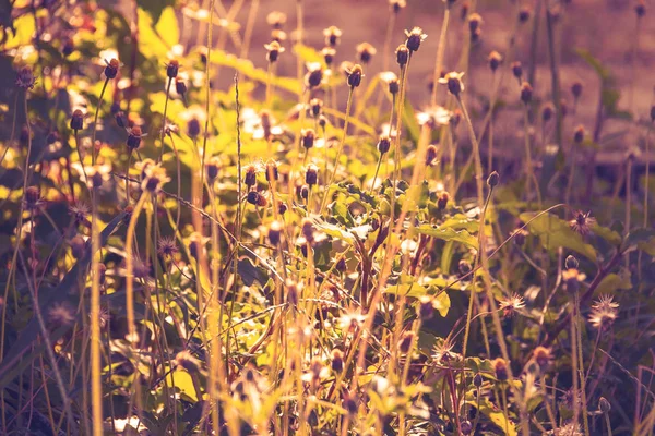 Grass Sun Light Morning Closeup — Stock Photo, Image