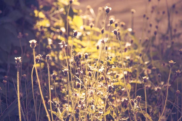 Grass Sun Light Morning Closeup — Stock Photo, Image