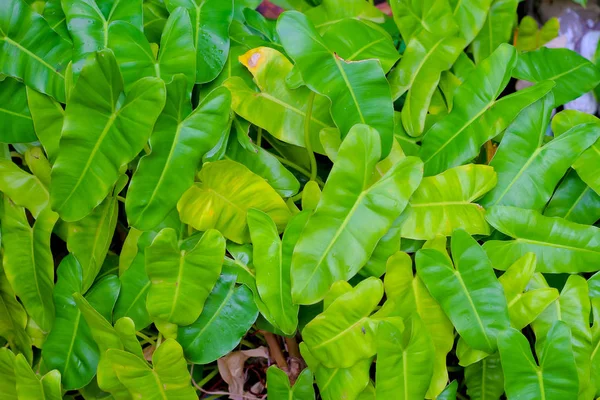 Зеленые Листья Рисунок Текстурированный Фон Природы — стоковое фото