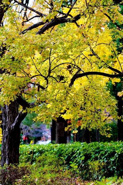 Konsep Perubahan Daun Maple Pada Pohon Ketika Daun Berubah Warna — Stok Foto