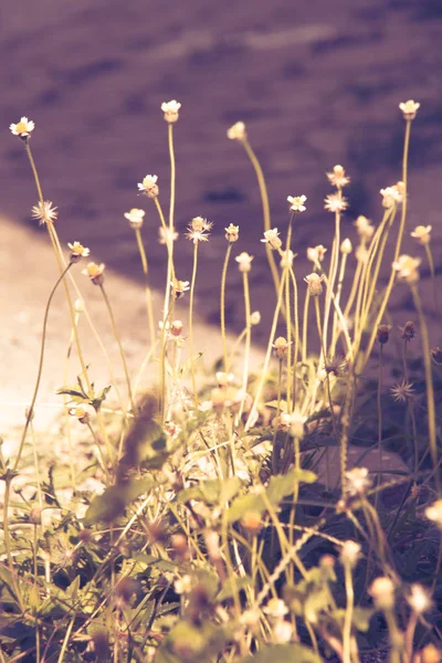 Gras Sonnenlicht Morgen Nahaufnahme — Stockfoto