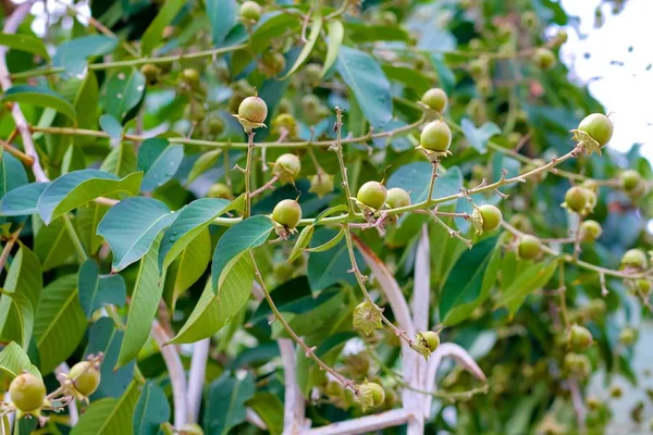 Primer Plano Las Semillas Lagerstroemia Floribunda Planta — Foto de Stock