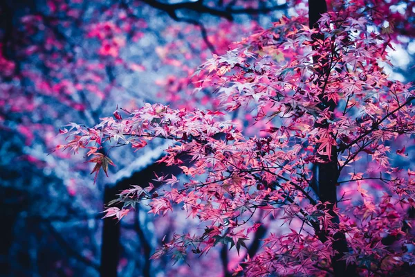 Het Concept Van Verandering Maple Leaf Boom Wanneer Bladeren Kleur — Stockfoto