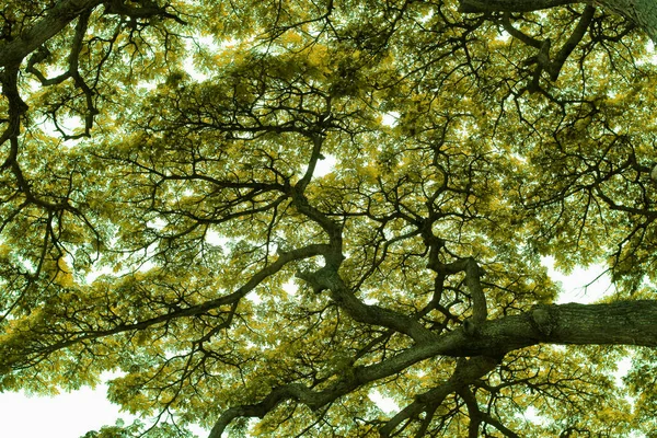 Grandes Galhos Árvores Vista Inferior Fundo Natureza — Fotografia de Stock