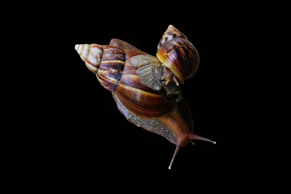 在黑色背景上隔离的腹足蜗牛 — 图库照片