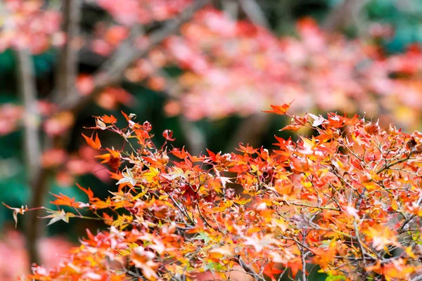 the change concept : Maple leaf on the tree when the leaves change color in Japan, Leaves change color