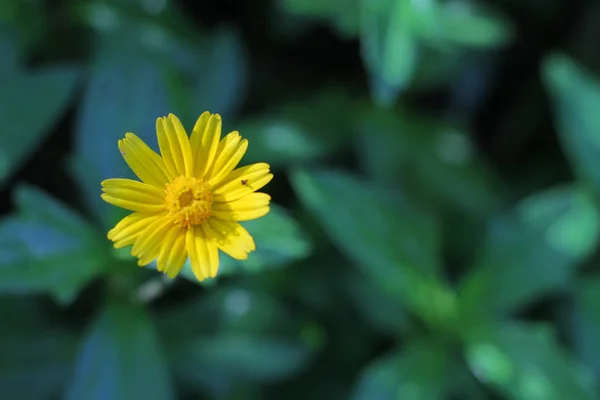 Primer Plano Las Pequeñas Flores Estrella Fondo Naturaleza — Foto de Stock