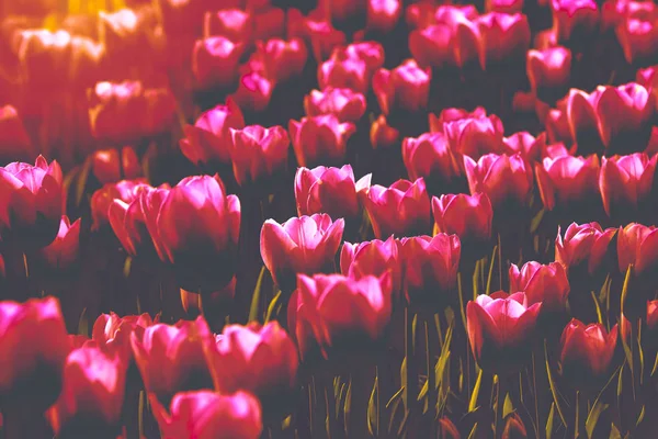 Tulips Flowers Sunshine Garden — Stock Photo, Image