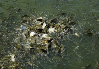 Barb gölet, gümüş barb, java barb gölette yemek yemek için mücadele