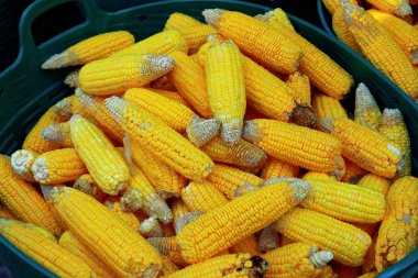 Mısır kaynatın fil yemek Tayland'a vermek için