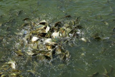 Barb gölet, gümüş barb, java barb gölette yemek yemek için mücadele