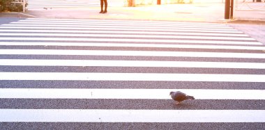 Güvercin yolun karşısında zebra Rating geçit aracılığıyla alır: yol boyunca yürüyüş güvenlik kavramı