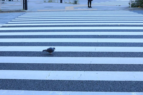 鸽子穿过斑马交通人行道的道路 走过马路的安全概念 — 图库照片