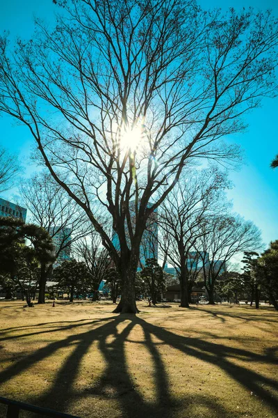 Δέντρο Και Σκιά Πρωί Στο Πάρκο — Φωτογραφία Αρχείου