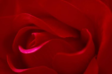 arka plan için kırmızı gül.