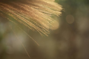 ot süpürge yakın çekim için arka plan,