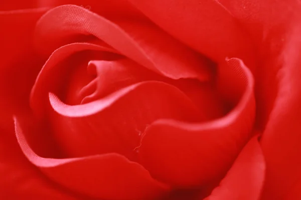 Red Rose Background — Stock Photo, Image