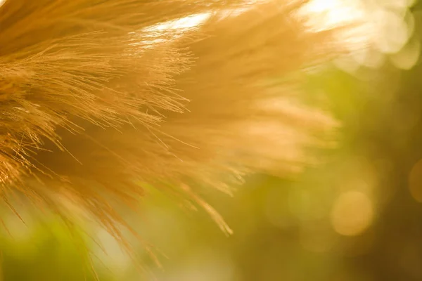 Grasbesen Aus Nächster Nähe Für Hintergrund — Stockfoto