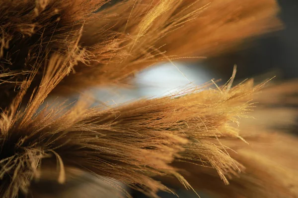 Grama Vassoura Fechar Para Fundo — Fotografia de Stock