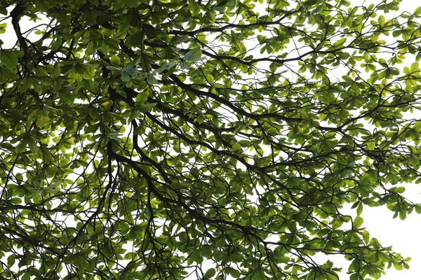 Gröna Blad Vit Bakgrund — Stockfoto