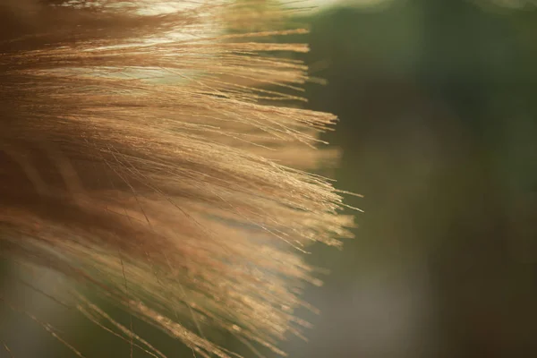 Grass Broom Close Background — Stock Photo, Image