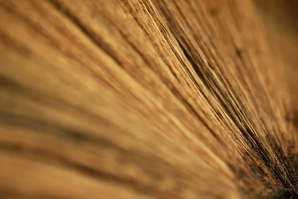 Szoros Thai Füvön Broom Háttér — Stock Fotó