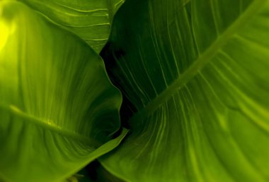 yeşil arka plan için çok güzel yaprakları