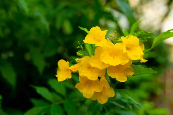 Allamanda žlutá Allamanda s mnoha vrstev okvětních lístků. — Stock fotografie