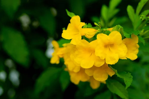 Жовтий Allamanda allamanda з багатьох шари пелюстки, олеандр всі — стокове фото