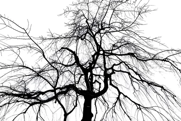 白い背景で隔離の木のシルエット — ストック写真